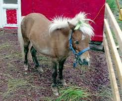 Vår Fallabella Nikki